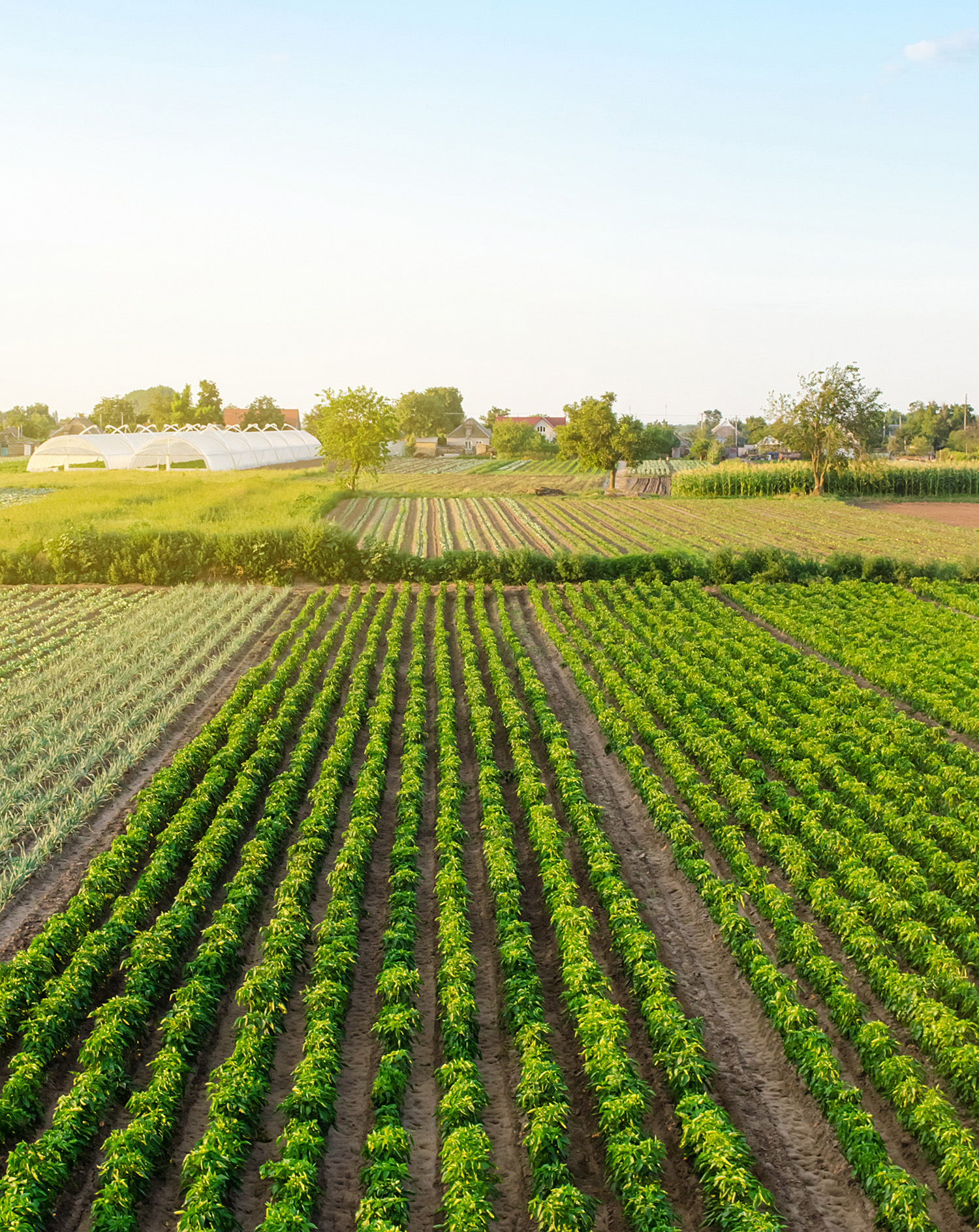 Assurance agricole : protégez vos récoltes et vos équipements face aux imprévus